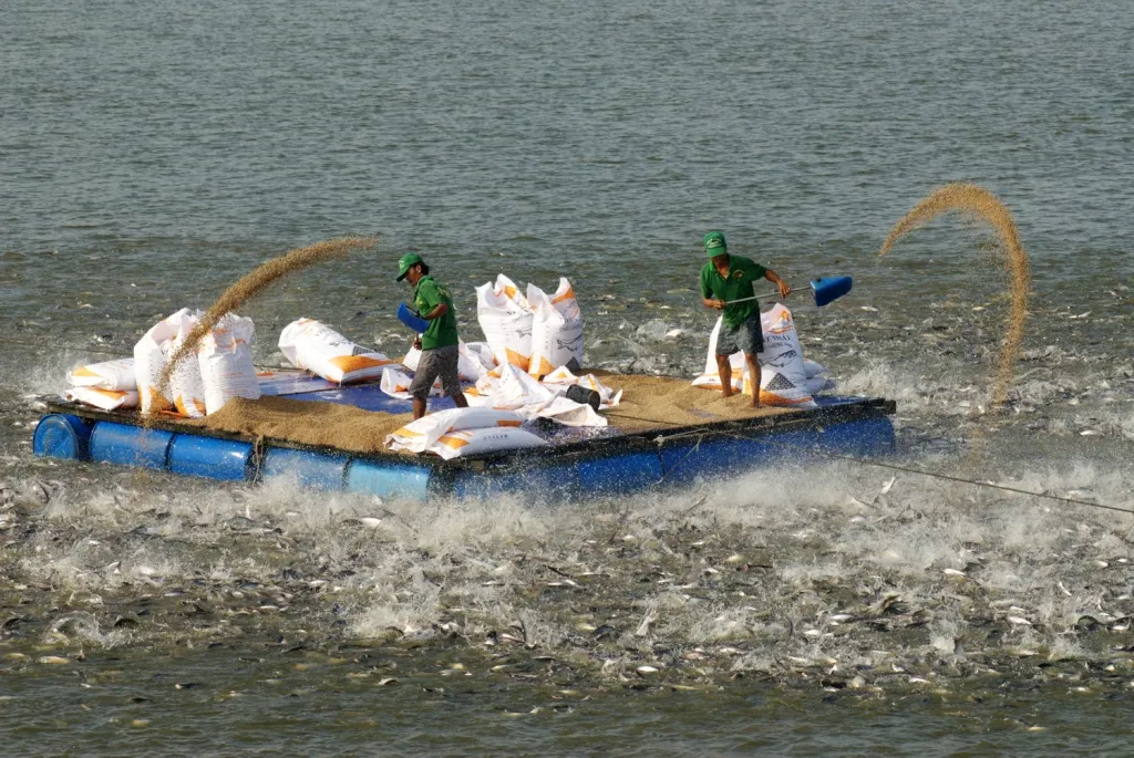 Hệ thống thoát nước ao cá