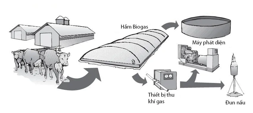 hệ thống xử lý nước thải chăn nuôi lợn