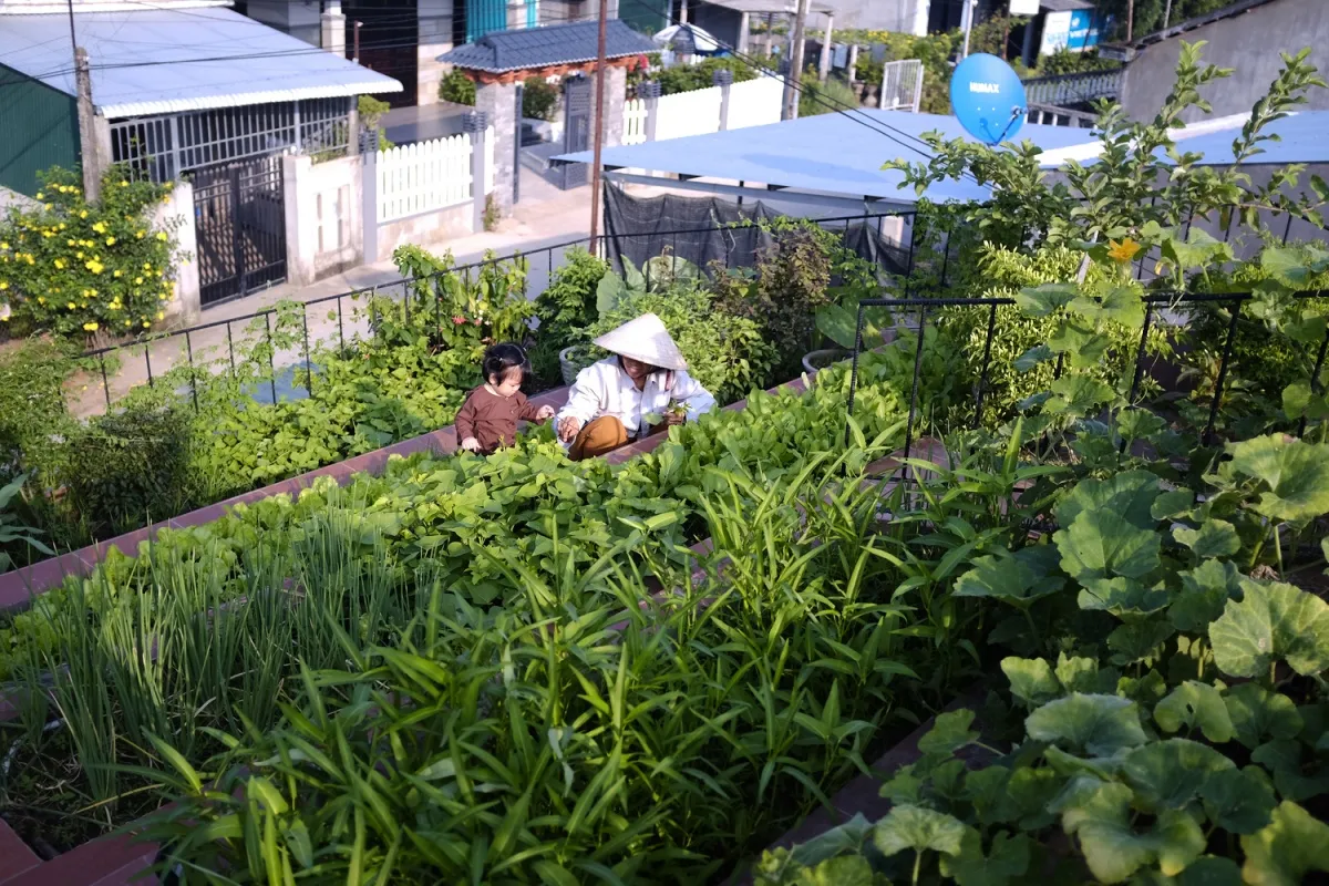 Trồng cây trên mái nhà 