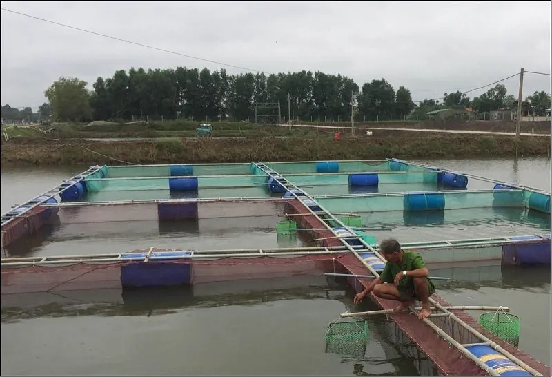 Hình ảnh lồng thép được các hộ chăn nuôi sử dụng (Nguồn: Sưu tầm)