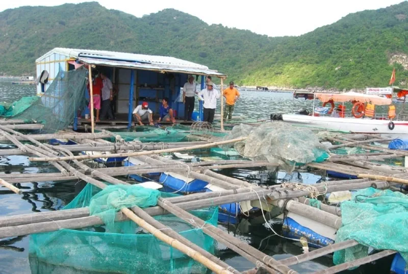 Cách làm bè nổi nuôi cá bằng tre rất đơn giản và tiết kiệm (Nguồn: Sưu tầm)