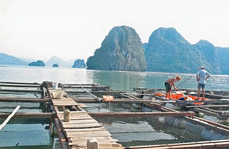 Khung lồng nuôi cá bằng gỗ bền chắc và chi phí đầu tư thấp (Nguồn: Sưu tầm)