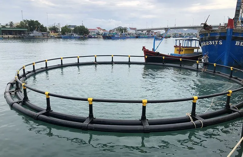Bè nuôi cá trên sông có nhiều ưu điểm vượt trội (Nguồn: Sưu tầm)