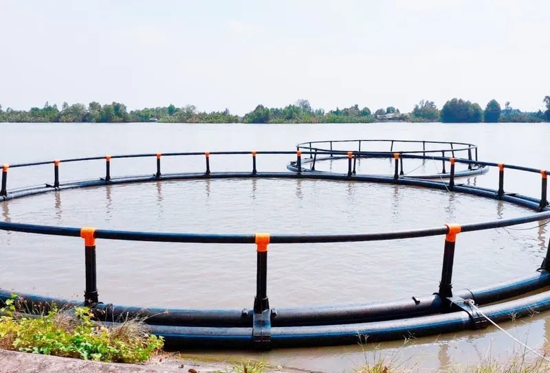 Lựa chọn bè nổi nuôi cá làm từ nhựa HDPE giúp tiết kiệm chi phí cho chủ chăn nuôi (Nguồn: Sưu tầm)