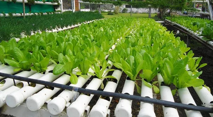 Hướng dẫn trồng rau thủy canh bằng ống nhựa PVC từ A-Z