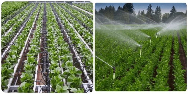 Thiết kế hệ thống tưới nhỏ giọt cho cây ăn quả - Lợi ích và lưu ý